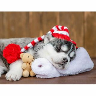 Tovaglietta-Chattige-Hond-Easy-Washabel-tovaglia-Recyclebaar-Christmas Mass-Kerstvibe